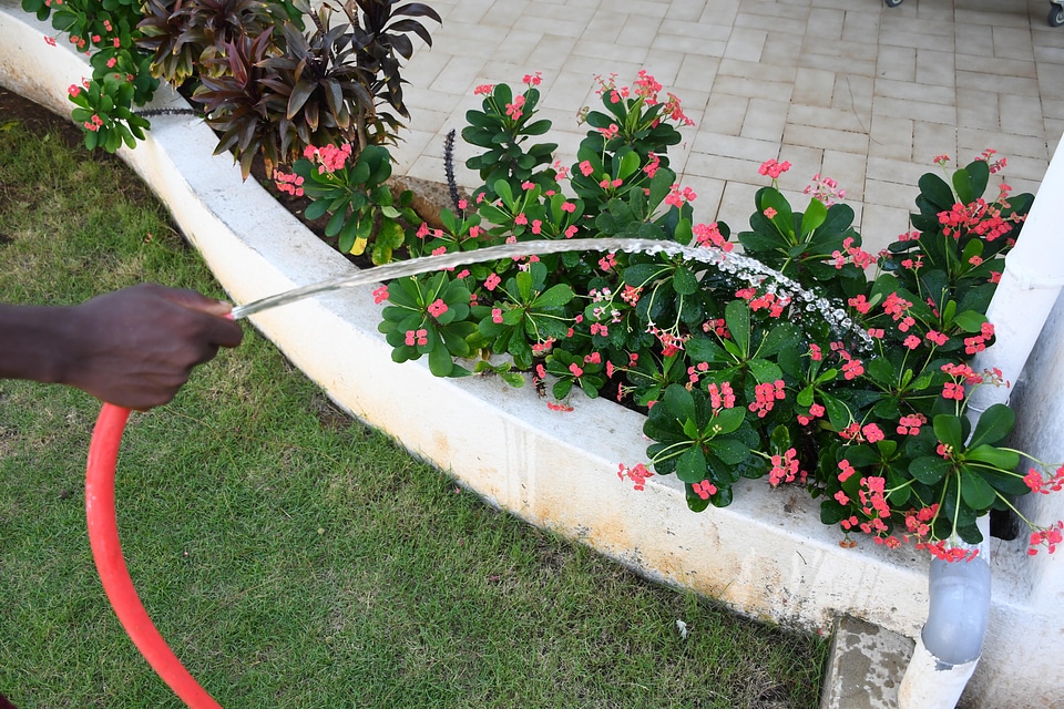 Garden gardener watering photo