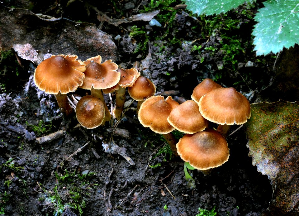 Dermocybe leptospermorum.