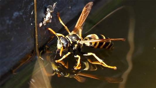 Polistes dominula (Französische Feldwespe) bei der Wasseraufnahme