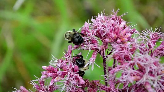 Bumble bees on Joe Pye Weed photo