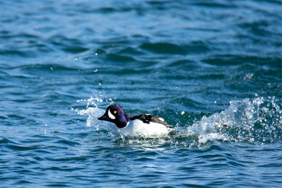 Barrow's Goldeneye on the National Elk Refuge