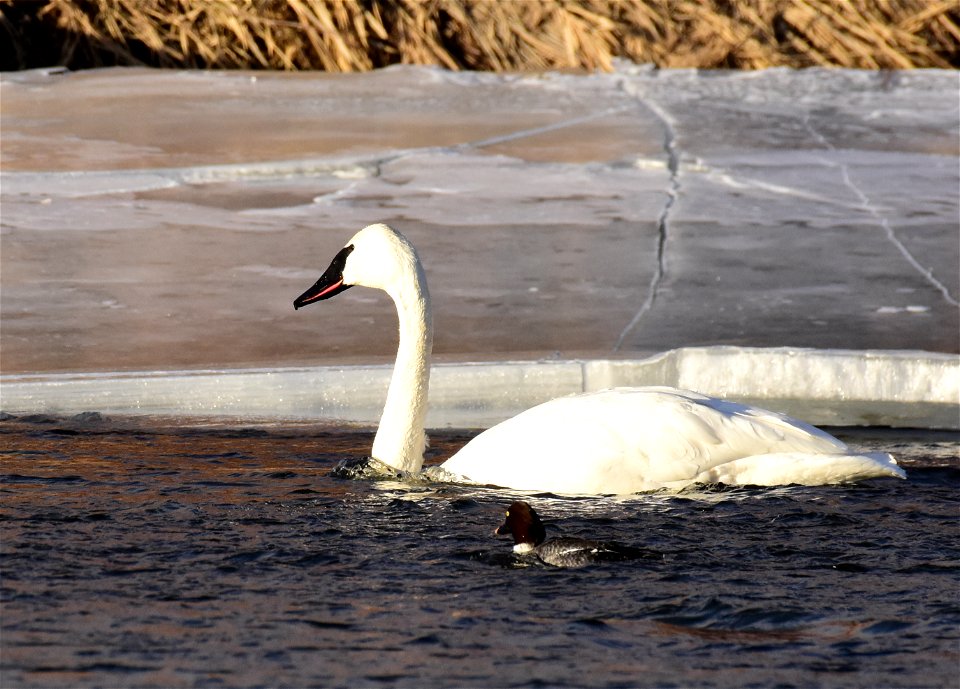 Trumpeter swans at Seedskadee National Wildlife Refuge photo