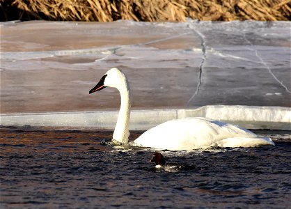 Trumpeter swans at Seedskadee National Wildlife Refuge