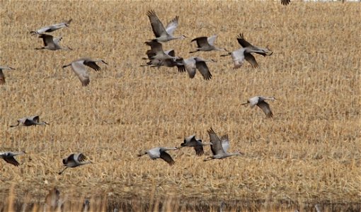 Sandhill Cranes Huron Wetland Management District South Dakota
