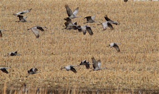 Sandhill Cranes Huron Wetland Management District South Dakota photo