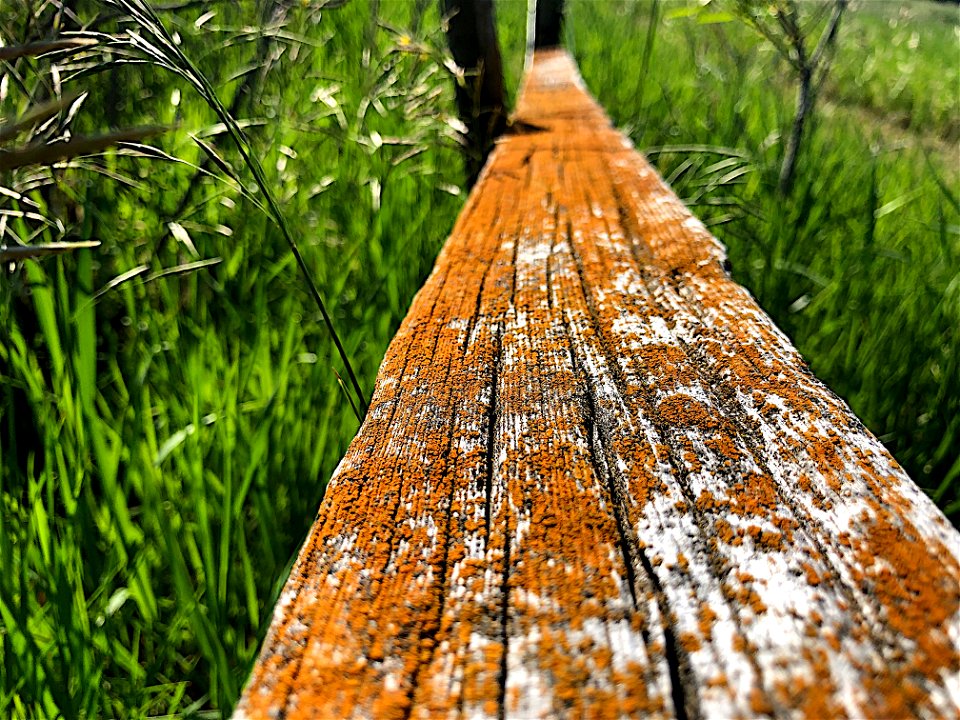 2021/365/179 This Old Fence
