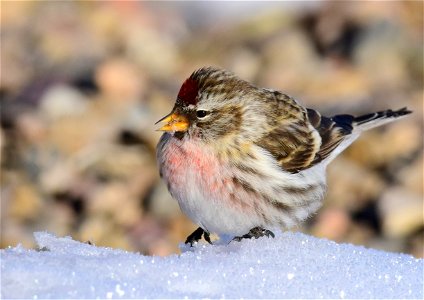 Common redpoll at Seedskadee National Wildlife Refuge