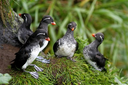 Parakeet auklets photo