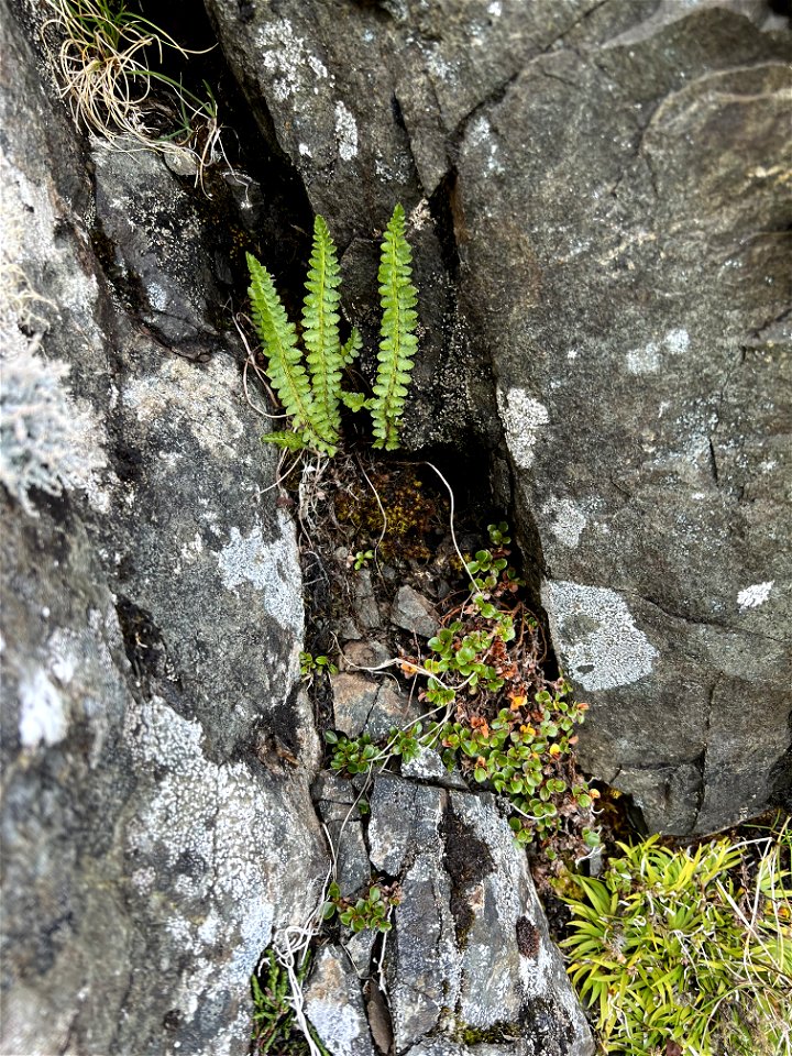 Aleutian shield fern