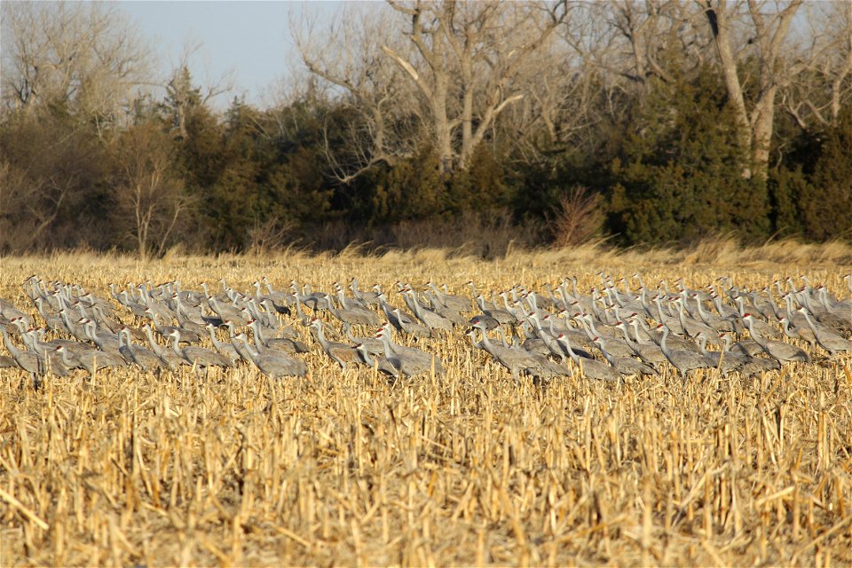 Sandhill Cranes Lake Andes Wetland Management District South Dakota