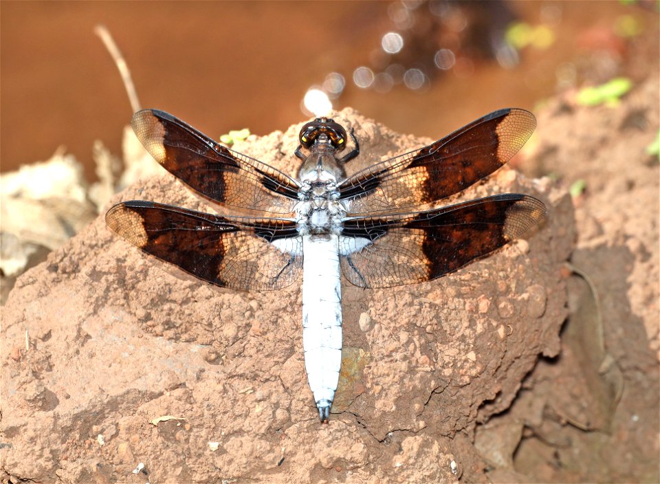 WHITETAIL, COMMON (Libellula lydia) (06-15-2022)  male, rattlesnake spring, copco road, jackson co, or (1)