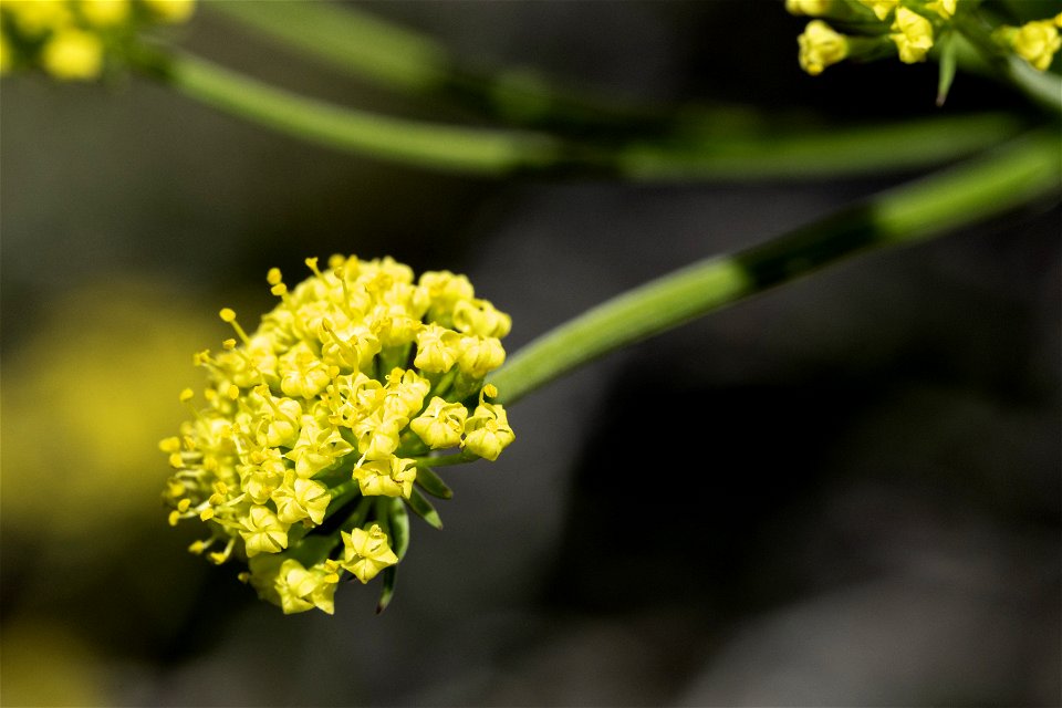Lomatium simplex