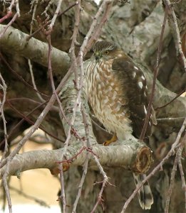 Immature Sharp-shinned Hawk Huron Wetland Management District photo