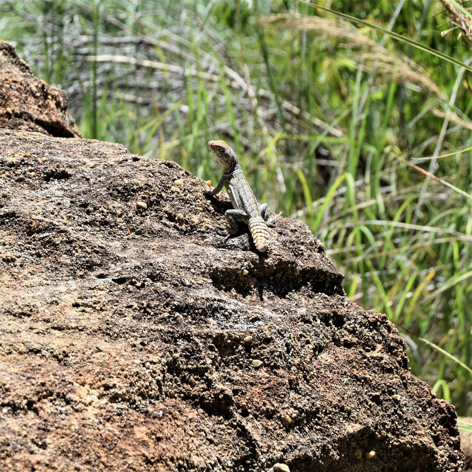 Lizard reptile margouillat