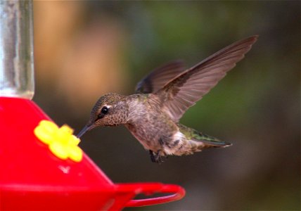Backyard Jewels