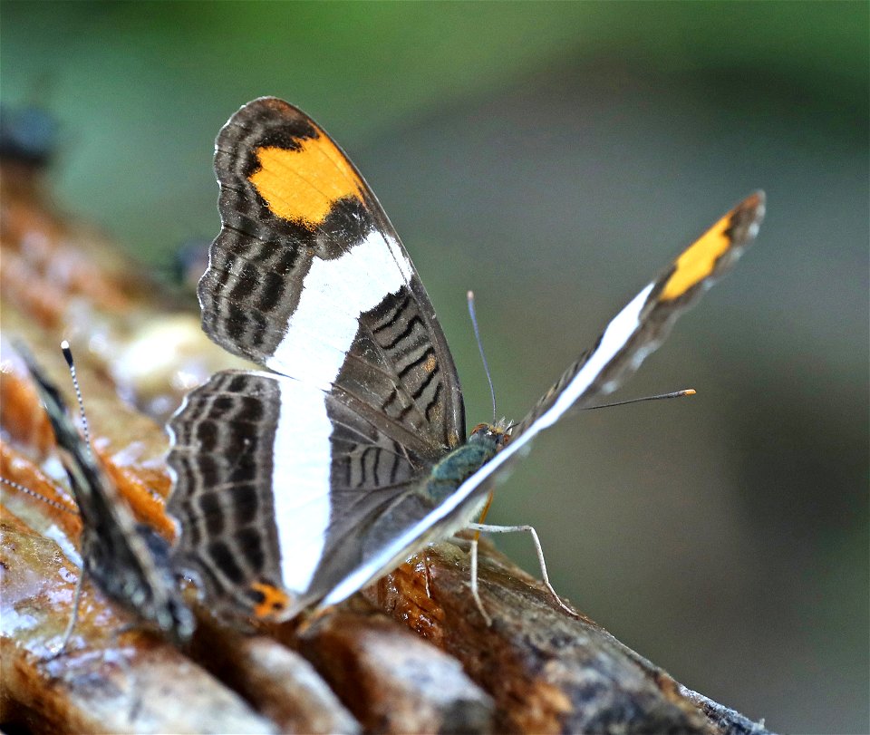 SISTER, BAND-CELLED (Adelpha fessonia) (01-05-2022) the butterfly center, mission, hidalgo co, tx -03