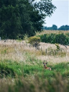 White-tailed Deer on Kuil WPA Lake Andes Wetland Management District South Dakota photo