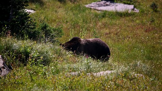 Grizzly Bear Near Hidden Lake photo