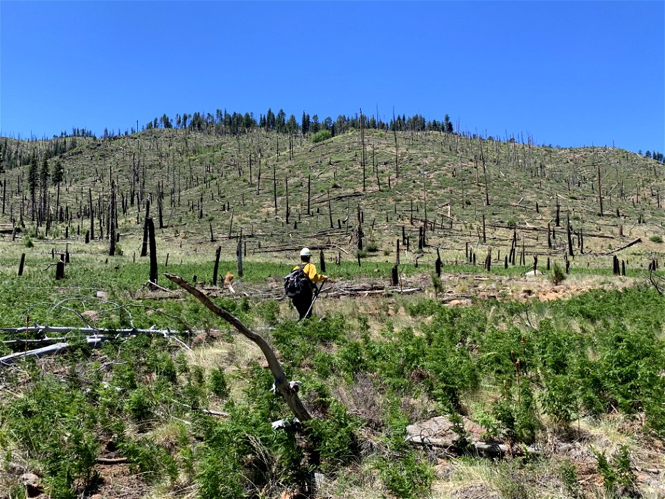 Hiking into soil burn severity plots