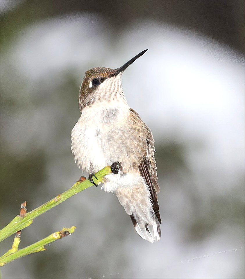 498 - RUBY-THROATED HUIMMINGBIRD (11-24-2022) female, americana rv park, palmview, tx -02