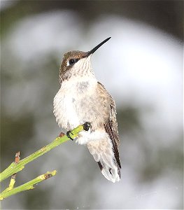 498 - RUBY-THROATED HUIMMINGBIRD (11-24-2022) female, americana rv park, palmview, tx -02