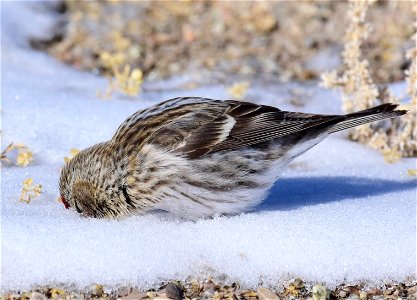 Common redpoll at Seedskadee National Wildlife Refuge