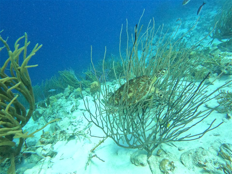 Turtle stuck in Coral Boanire