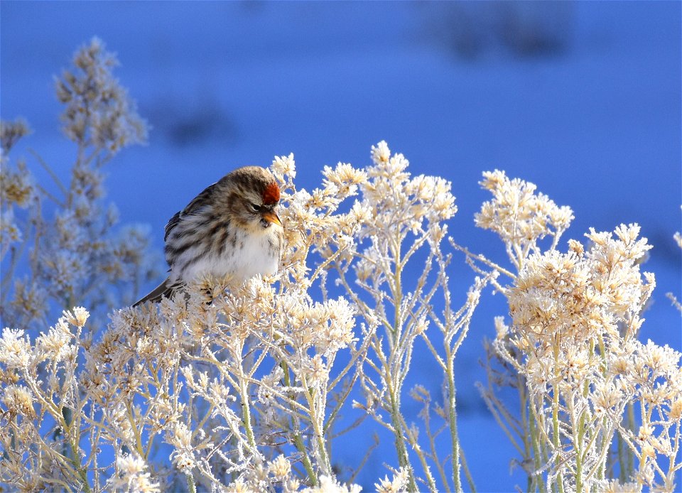 Common redpoll at Seedskadee National Wildlife Refuge
