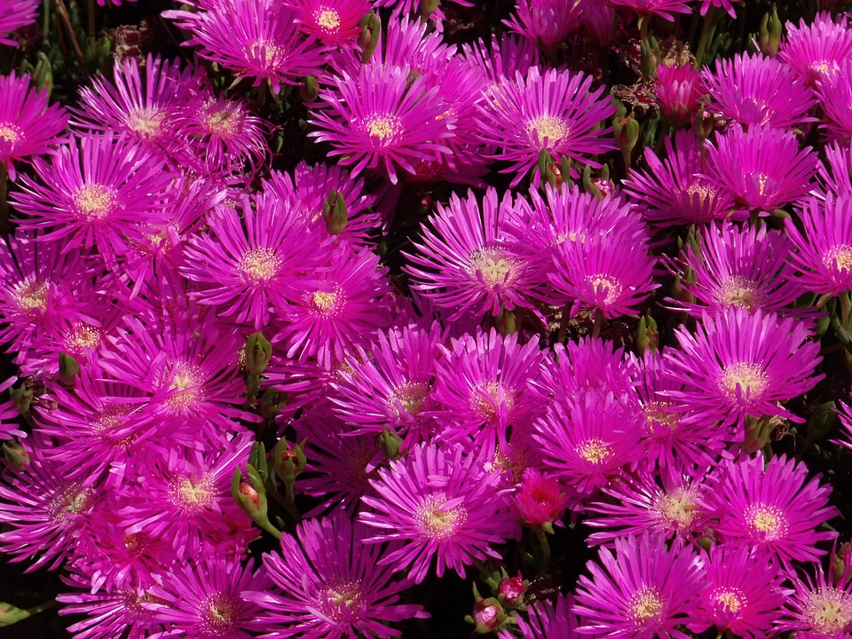 Flowers plants vegetation