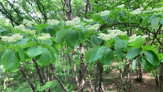 Nagaike Park in Hachioji-shi