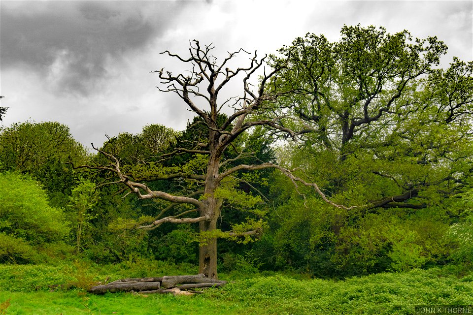 The Lightning Tree