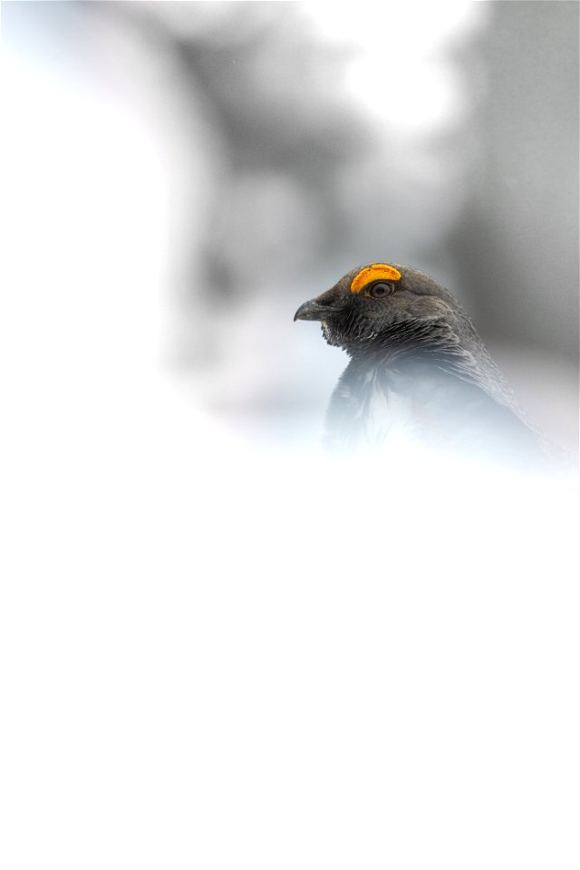 Dusky Grouse -Dendragapus obscurus