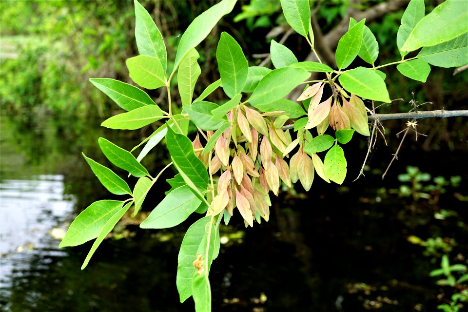 Fraxinus caroliniana Wiggins Mill KG (11)