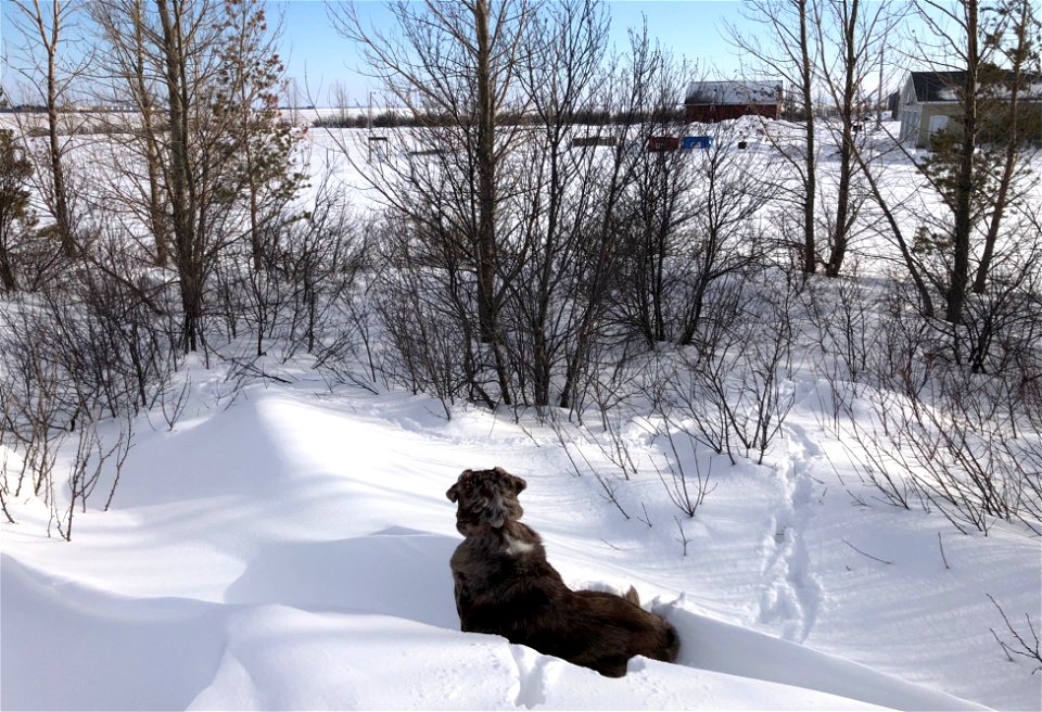 Dog in the Drift