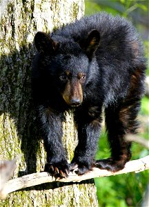 Cub Balanced on Branch