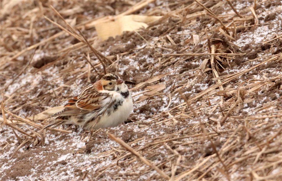 Lapland Longspur Huron Wetland Management District photo