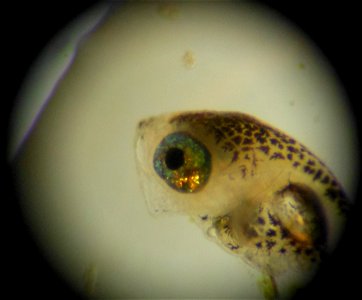 Burbot Fry Under a Microscope photo