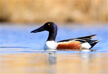 Northern shoveler at Seedskadee National Wildlife Refuge