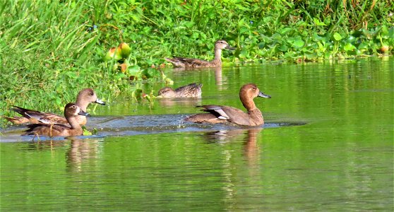 Ducks at Peaceful Waters photo