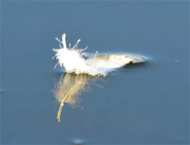 Waterfowl feather floating past on Green River Seedskadee NWR photo