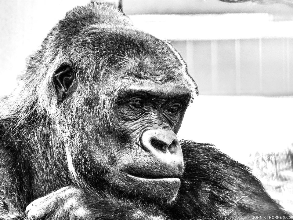 Gorilla photo