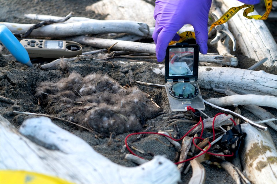 Common Eider Nest Research
