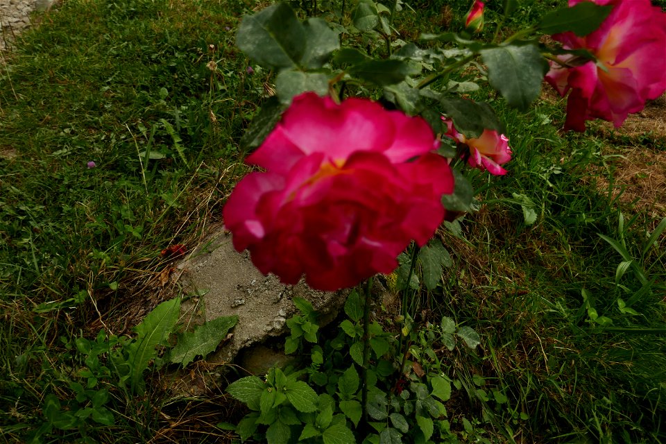 izvorul_Parintelui2018_0825_185551