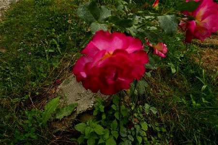 izvorul_Parintelui2018_0825_185551