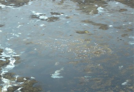 Snow Goose Telemetry photo