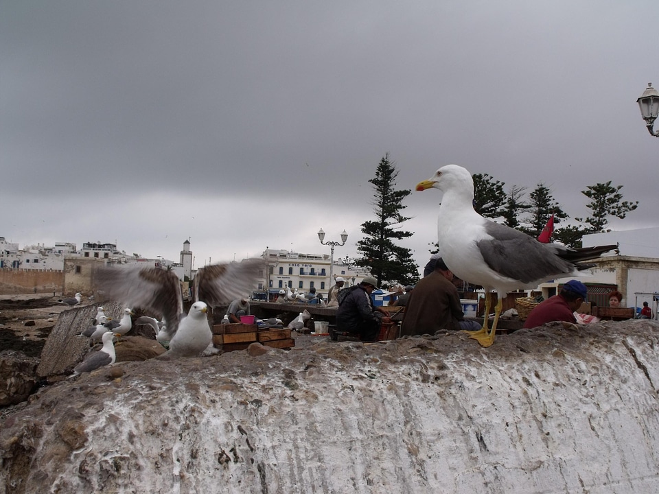 Seabird animal pigeons