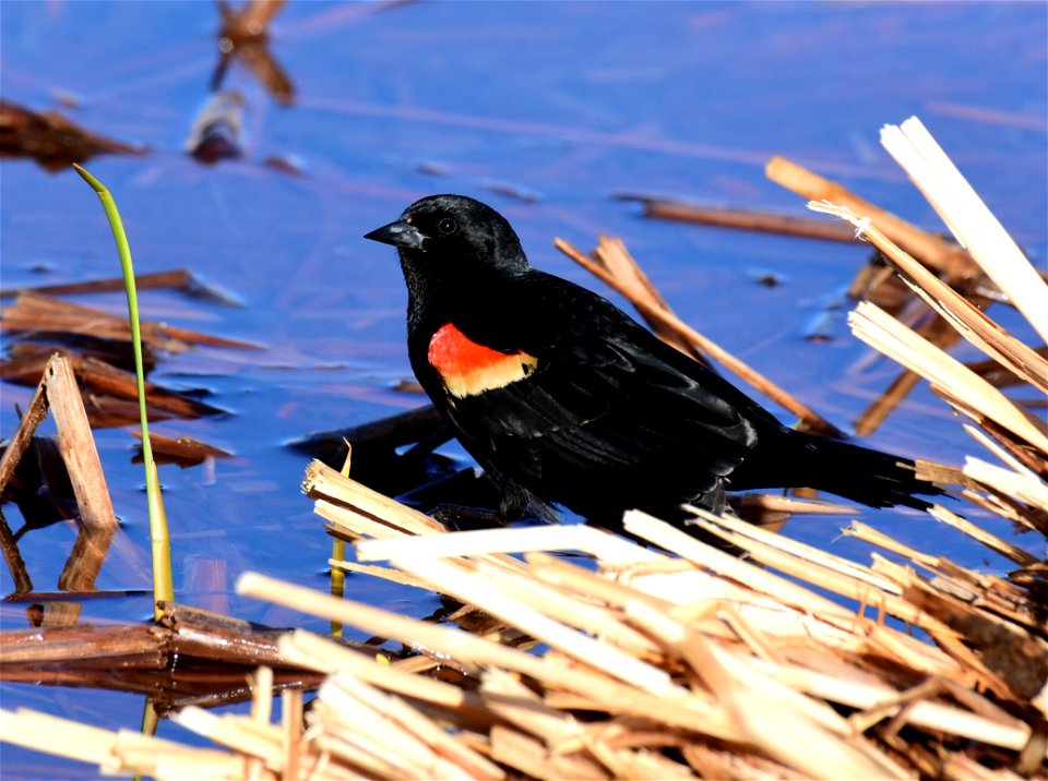Red-winged Blackbird at Seedskadee National Wildlife Refuge