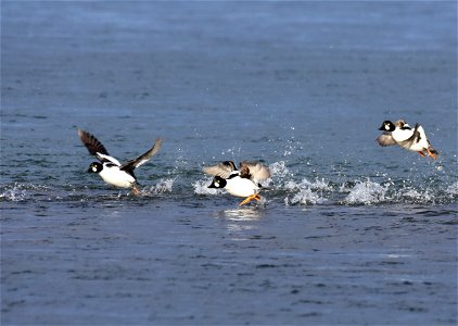 Common goldeneye at Seedskadee National Wildlife Refuge