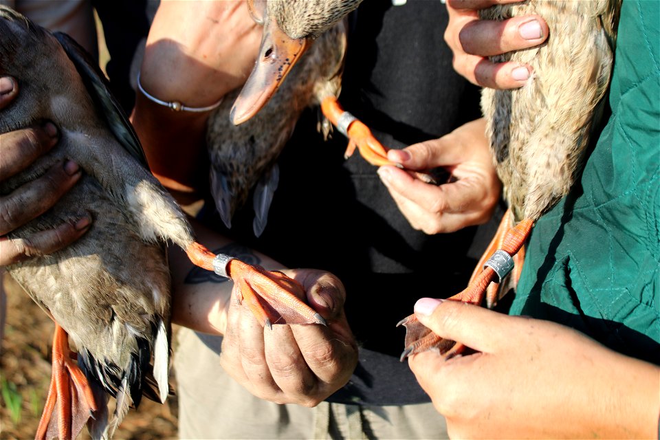 Freshly Banded Ducks on Lake Andes National Wildlife Refuge photo