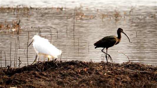 Snowy Egret and White-Faced Ibis